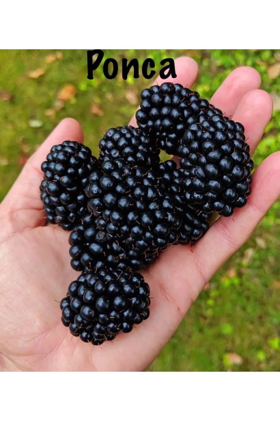 Rubus fruticosus Ponca